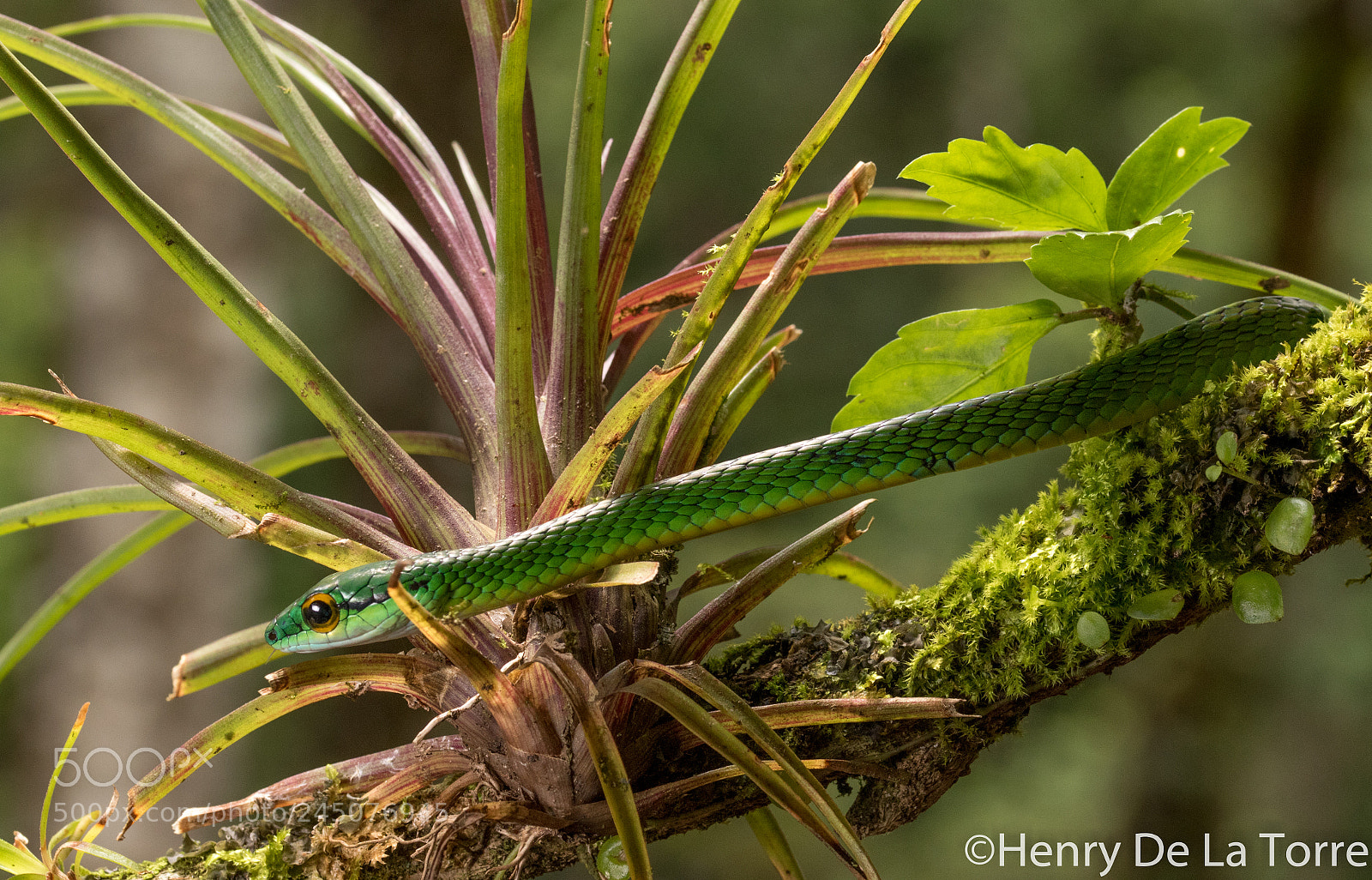 Canon EOS 7D Mark II sample photo. Cope's parrot snake photography