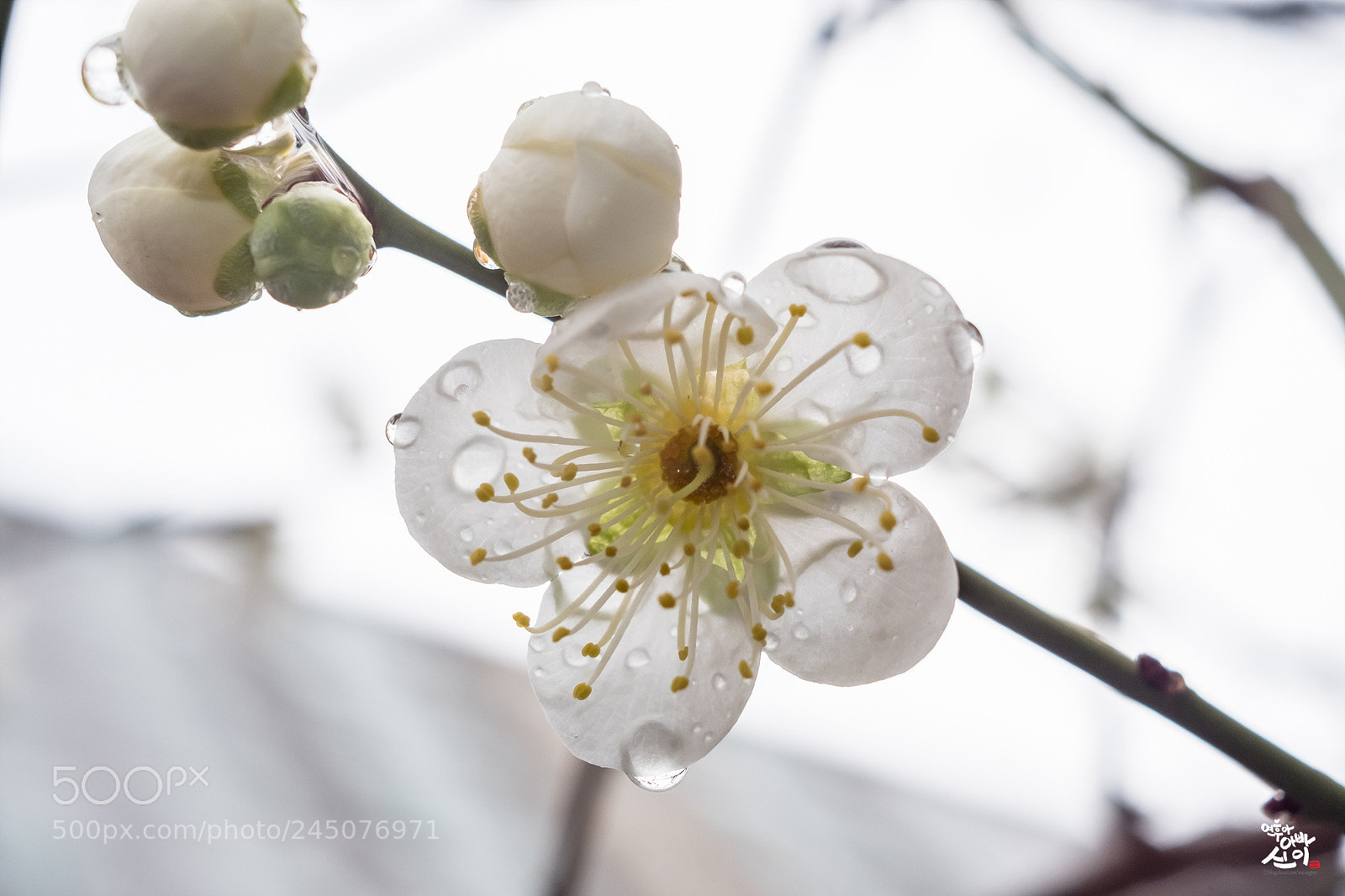 Fujifilm X-T2 sample photo. I wait for spring photography