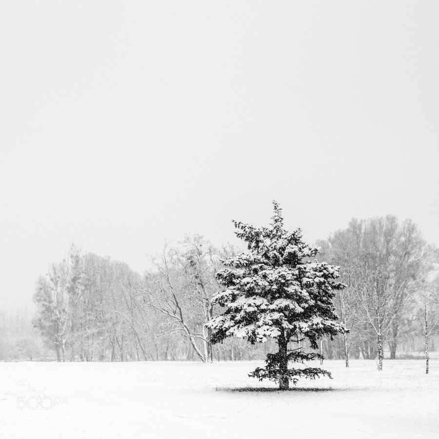 Pentax K-S2 sample photo. Pine photography