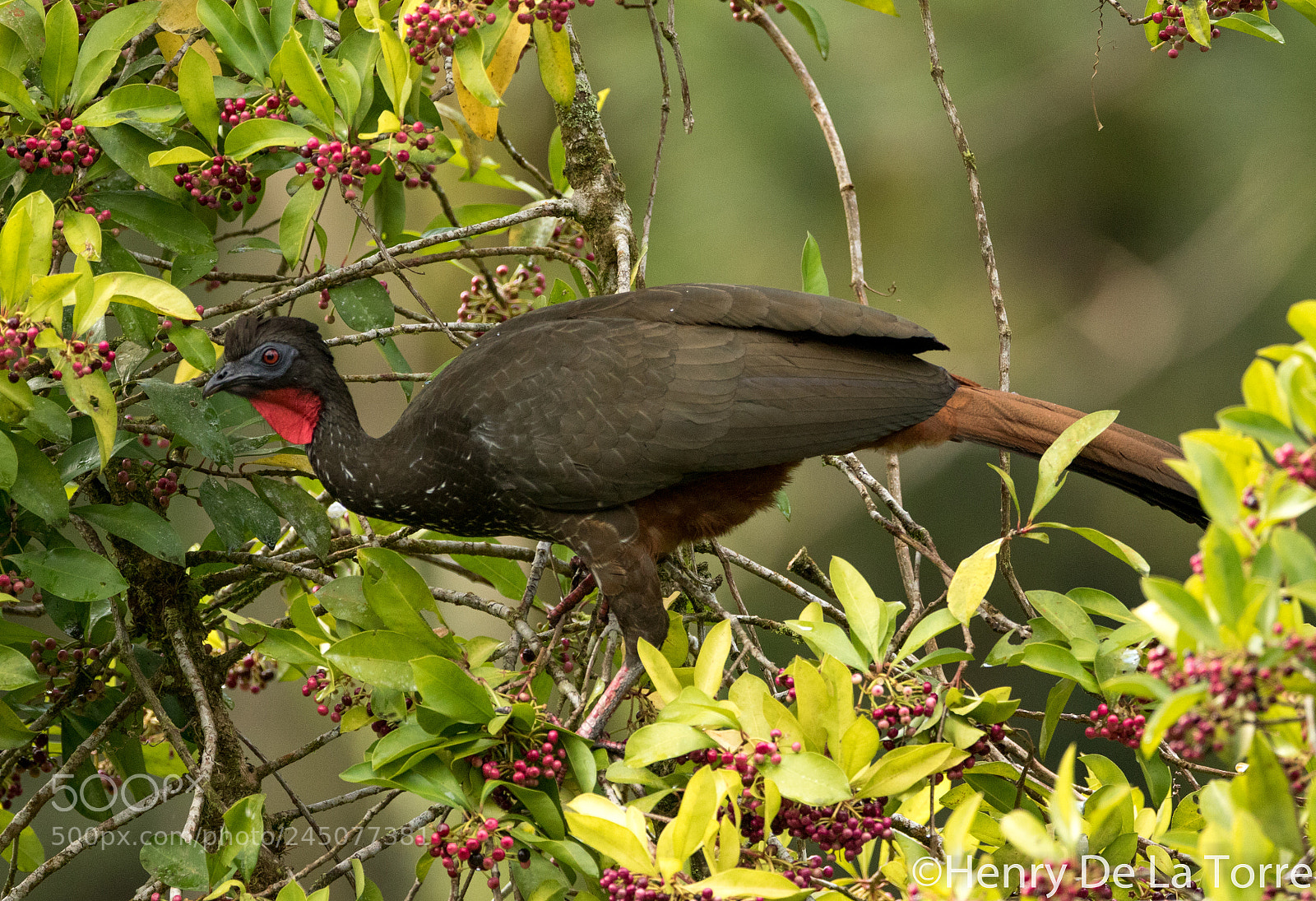 Canon EOS 7D Mark II sample photo. Crested guan photography