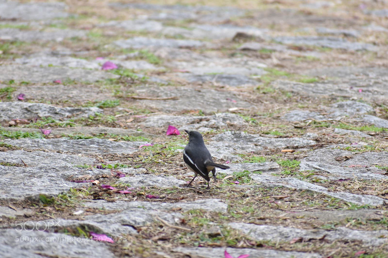 Nikon D7200 sample photo. Little bird photography