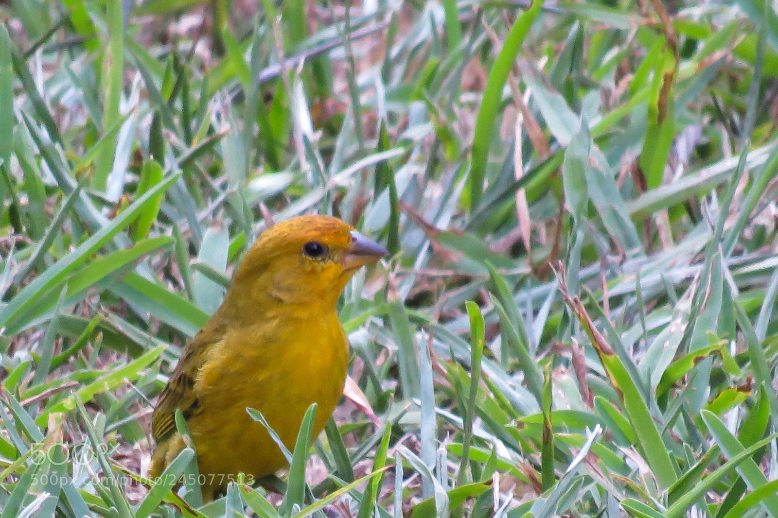 Canon PowerShot SX50 HS sample photo. Img photography