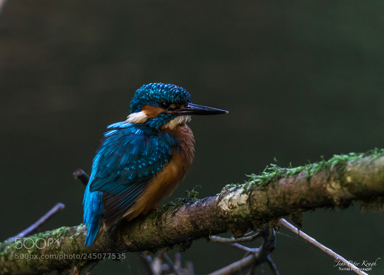 Canon EOS 7D Mark II sample photo. Common kingfisher "alcedo atthis" photography