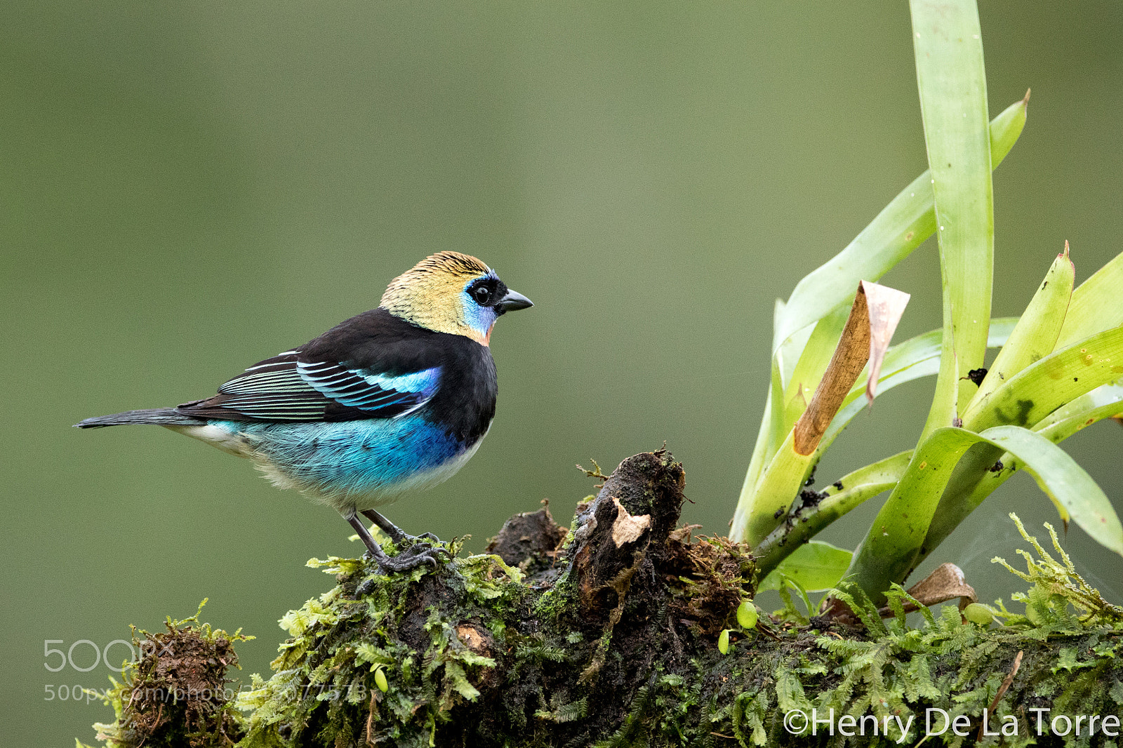 Canon EOS 7D Mark II sample photo. Golden hooded tanager photography