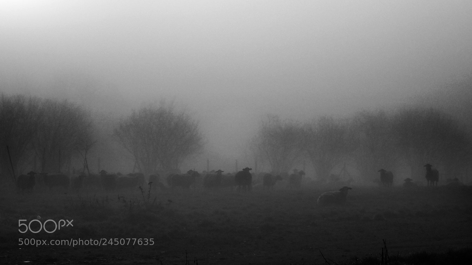 Olympus TG-4 sample photo. The mist photography