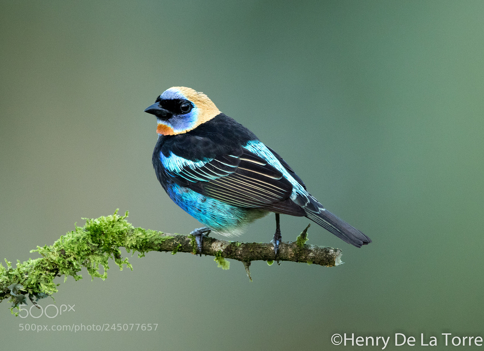 Canon EOS 7D Mark II sample photo. Golden hooded tanager photography