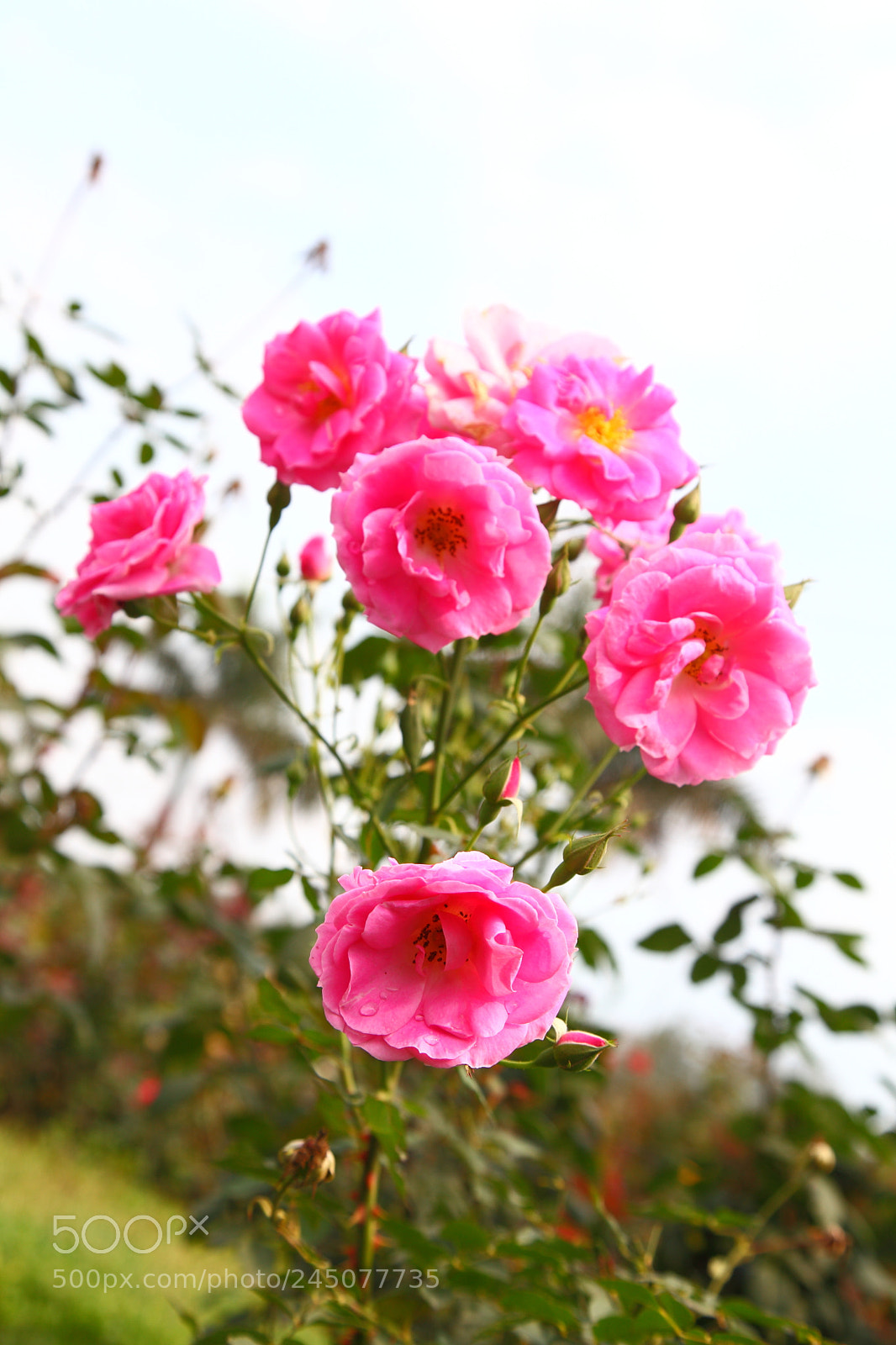Canon EOS 5D Mark II sample photo. Pink roses photography