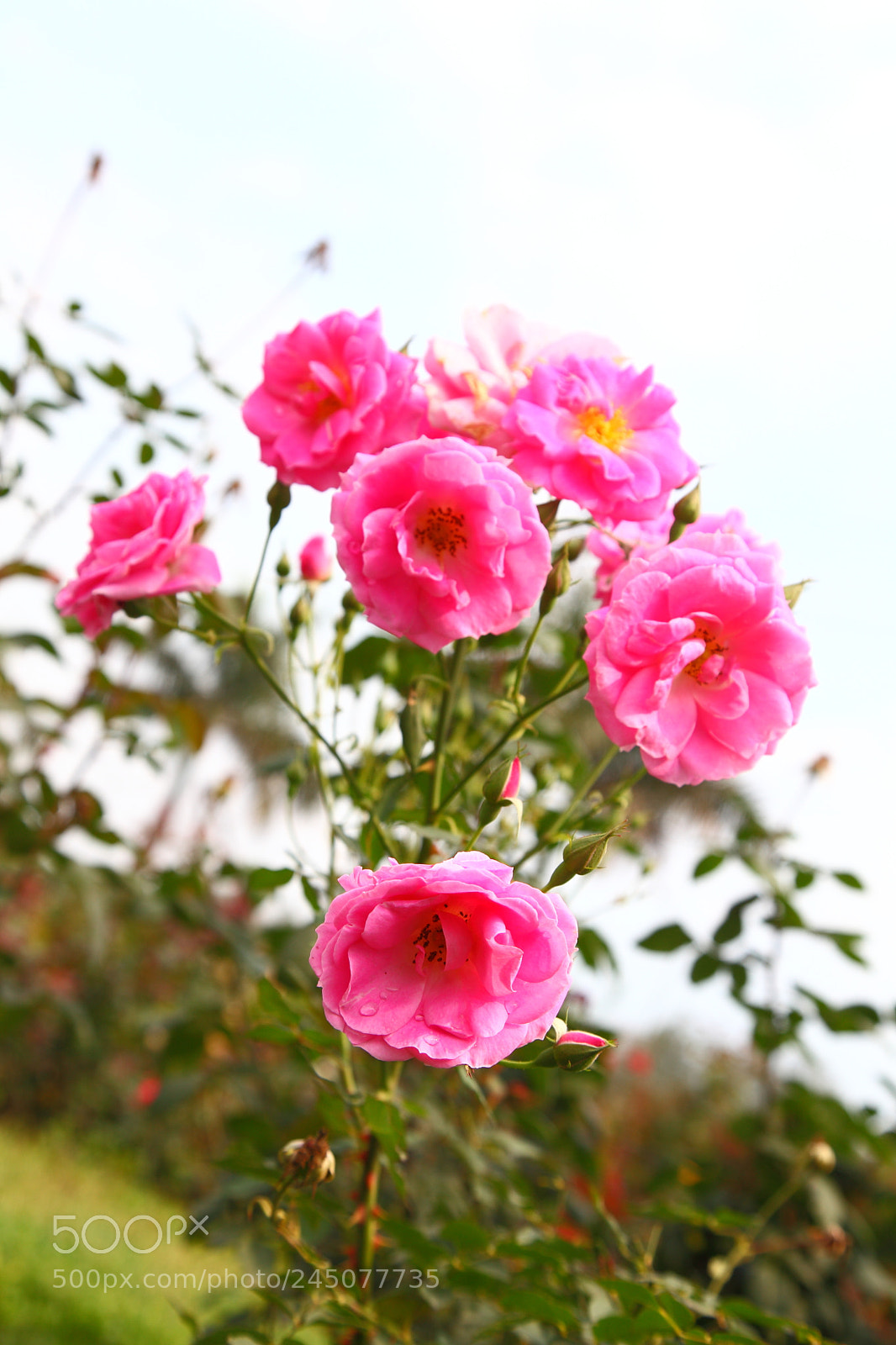 Canon EF 24-105mm F4L IS USM sample photo. Pink roses photography