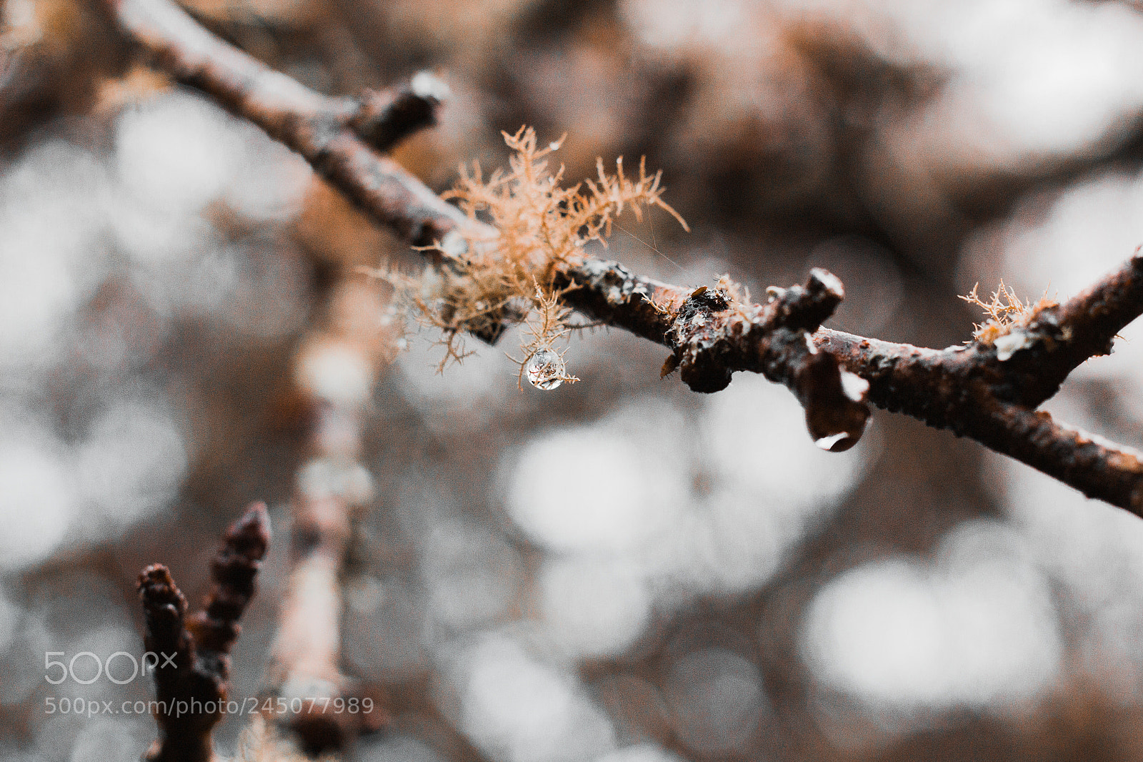 Canon EOS 100D (EOS Rebel SL1 / EOS Kiss X7) sample photo. Winter frosty drop photography