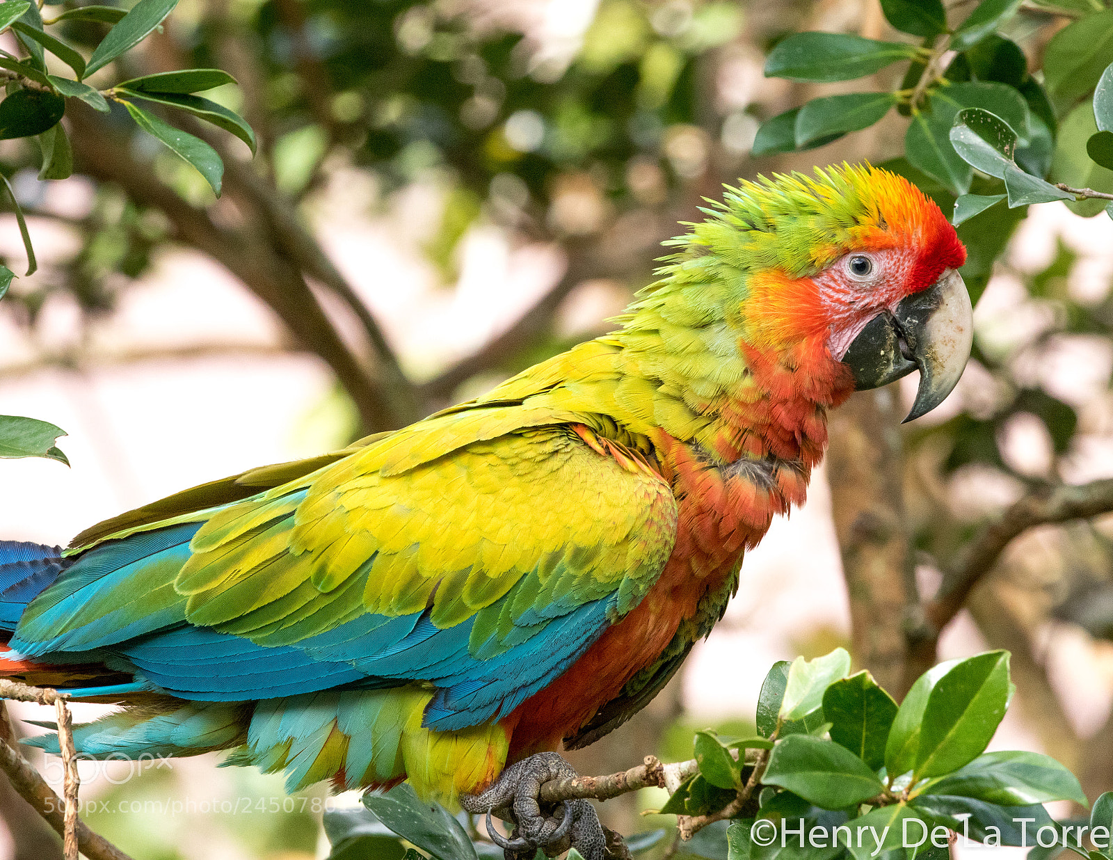 Canon EOS 7D Mark II sample photo. Great green macaw photography