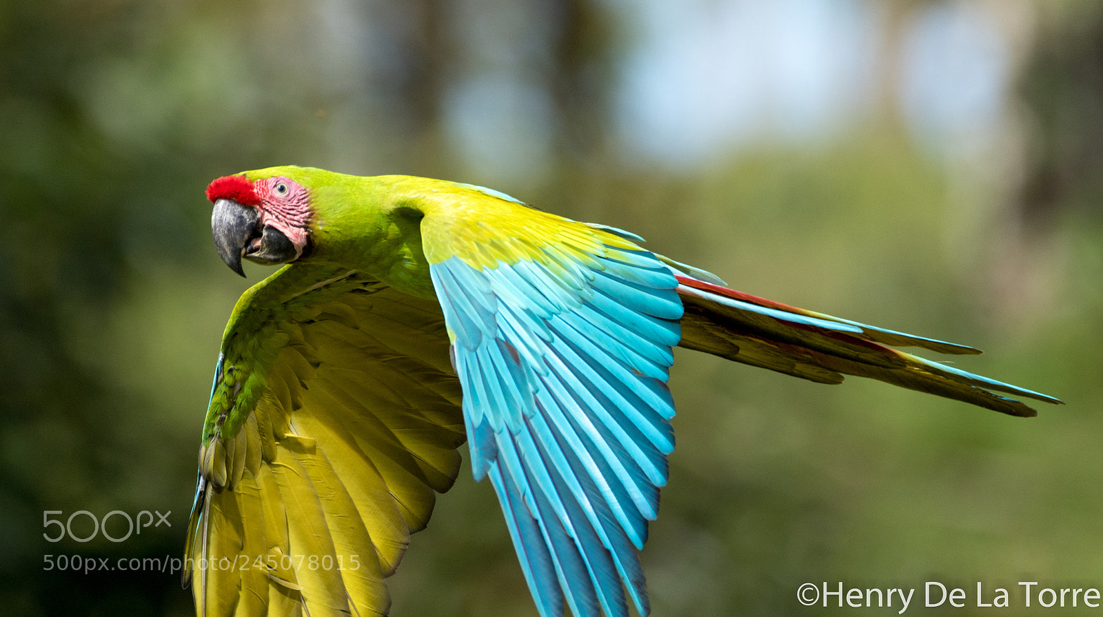 Canon EOS 7D Mark II sample photo. Great green macaw photography