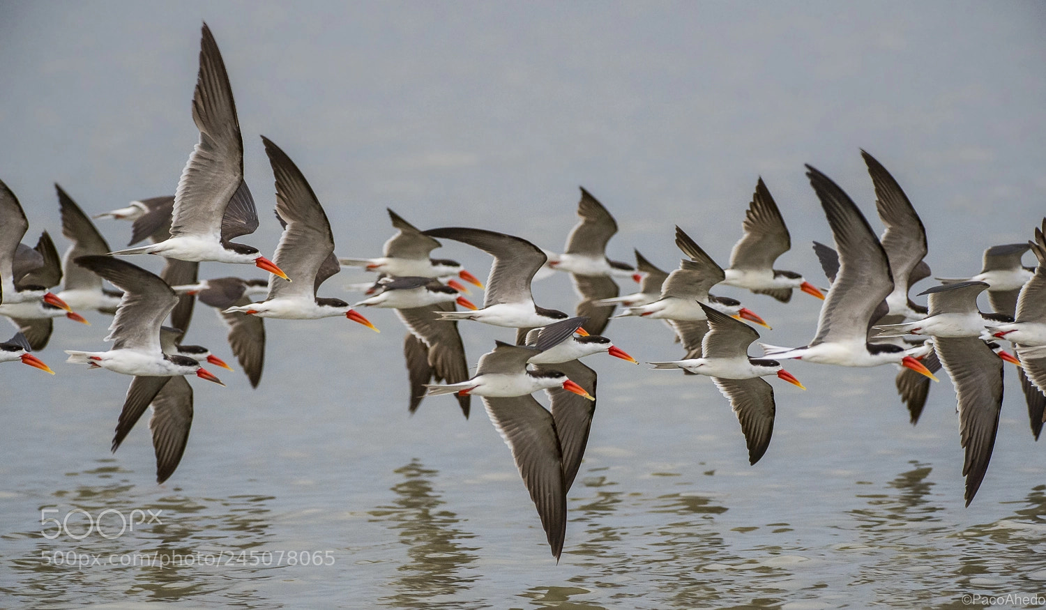 Nikon D4 sample photo. Squadron photography