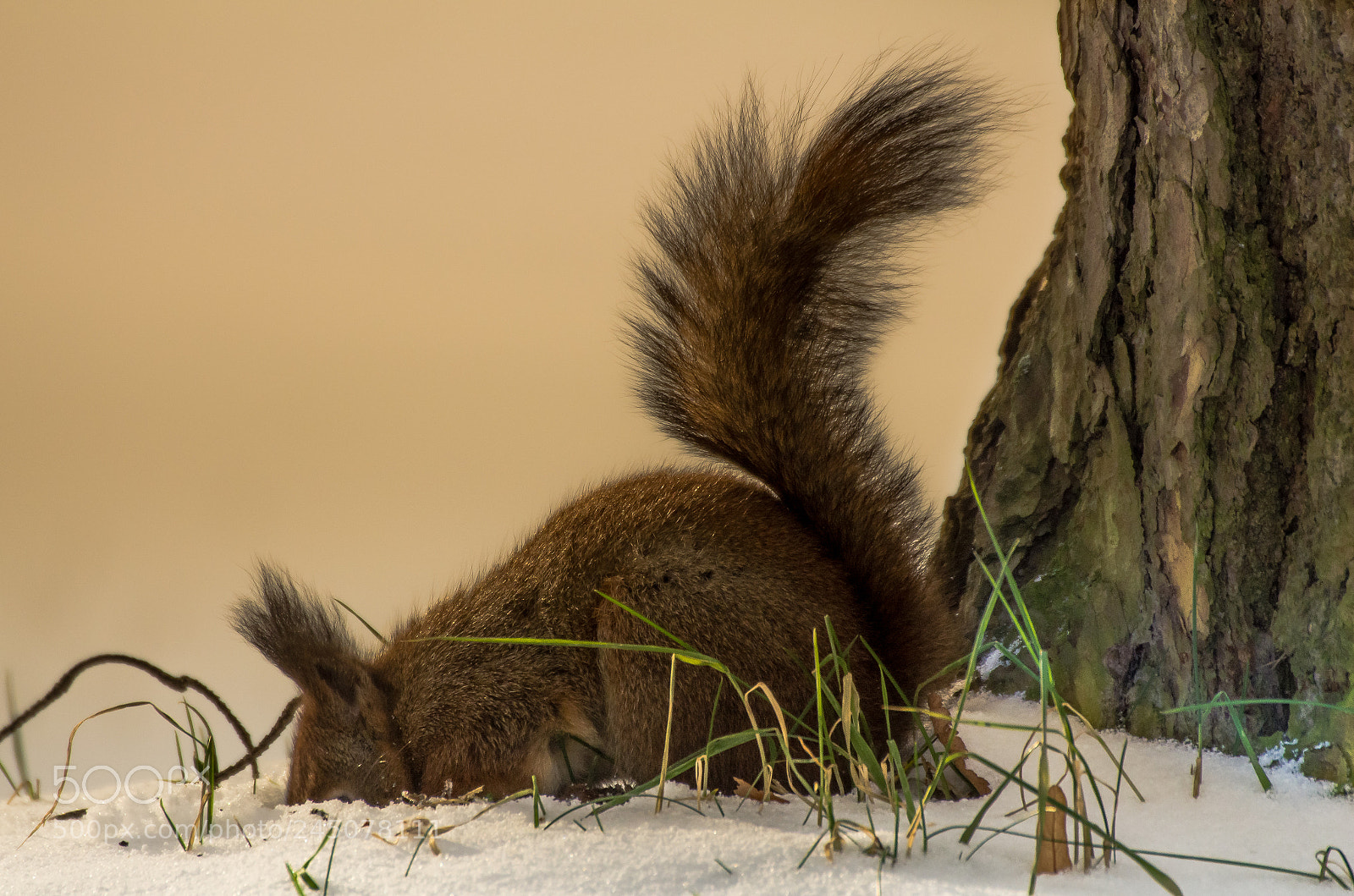 Pentax K-5 sample photo. Squirrel photography