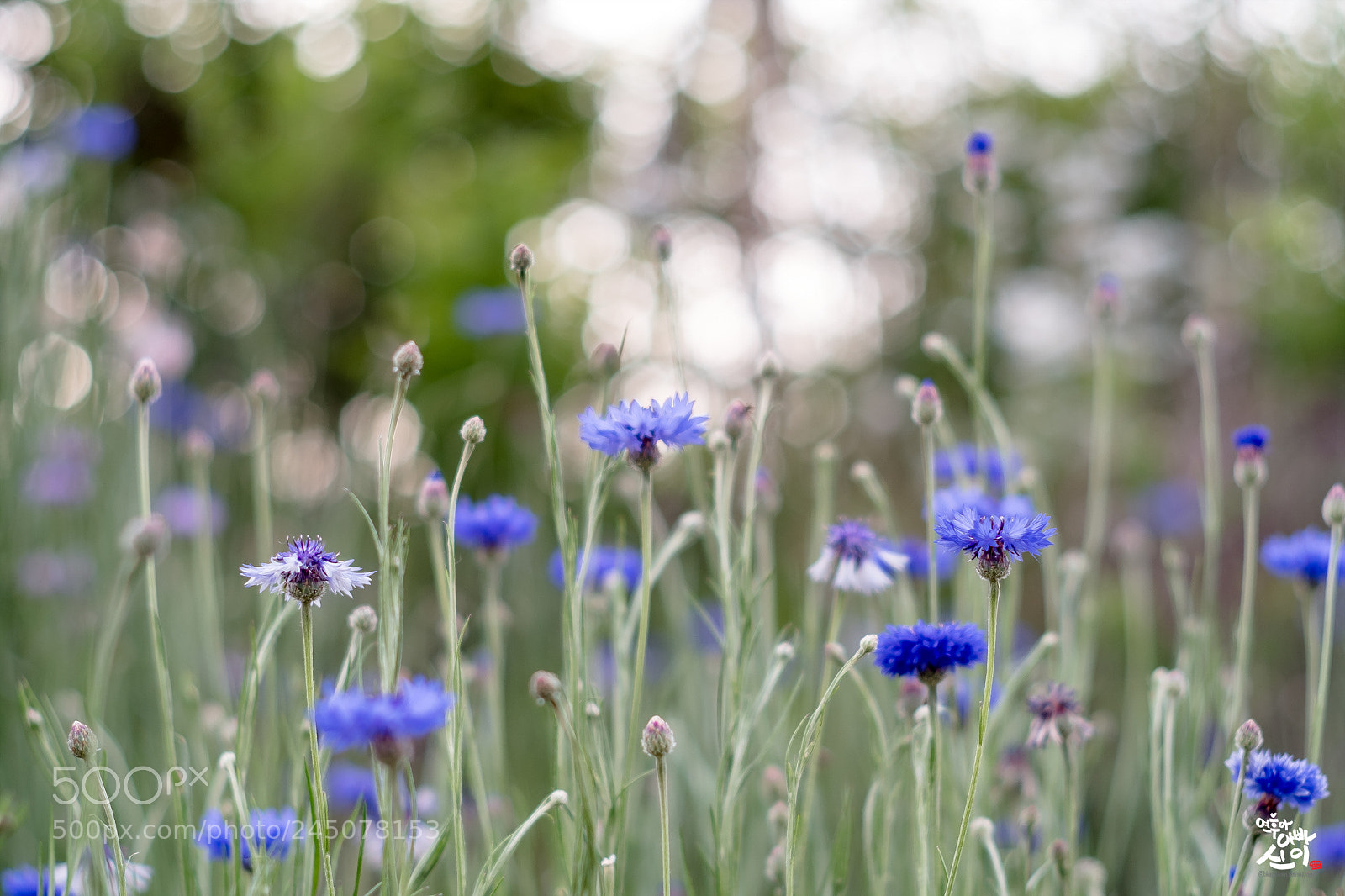 Fujifilm X-T2 sample photo. I wait for spring photography