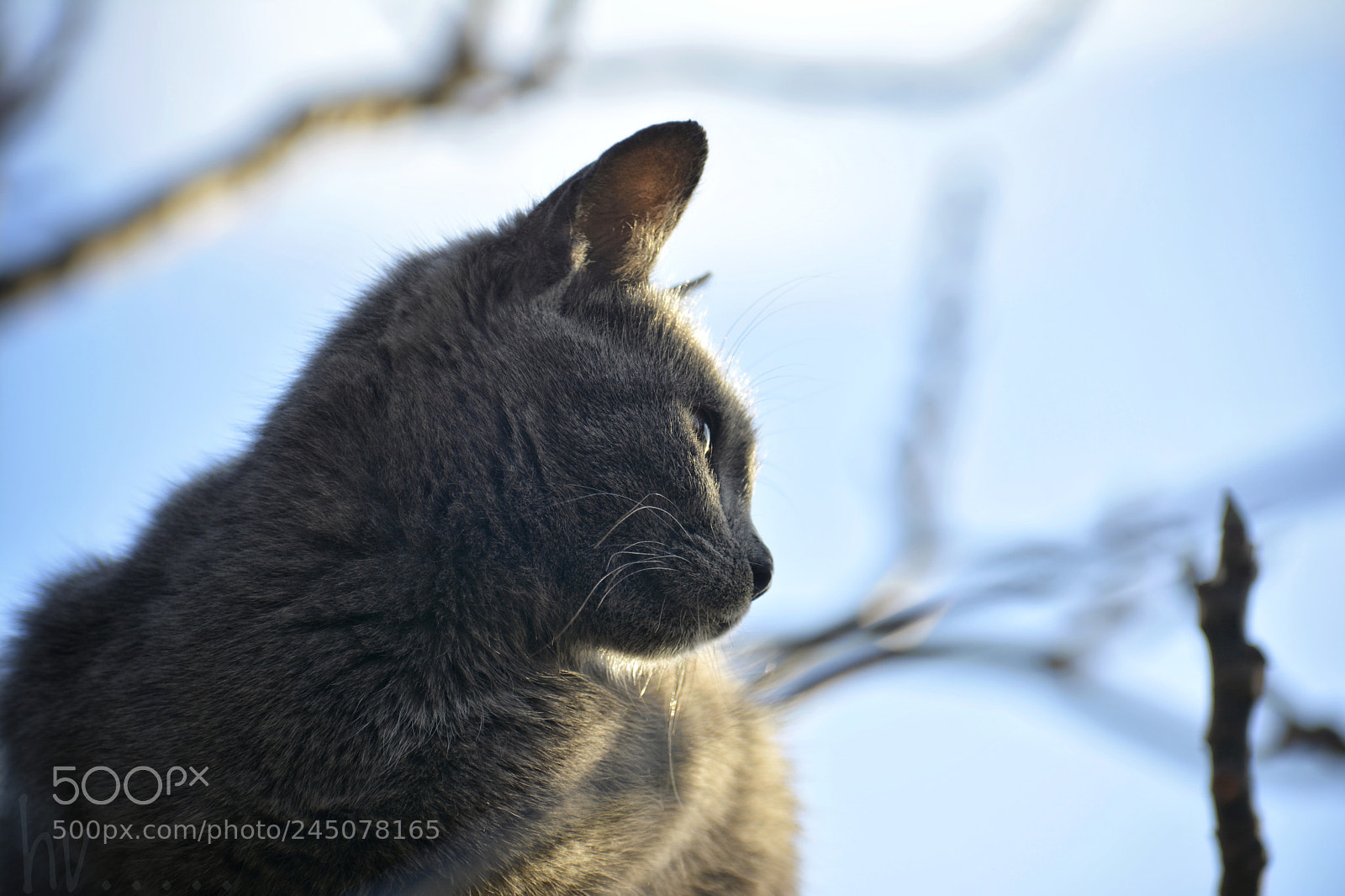 Nikon D7100 sample photo. Blue2 photography