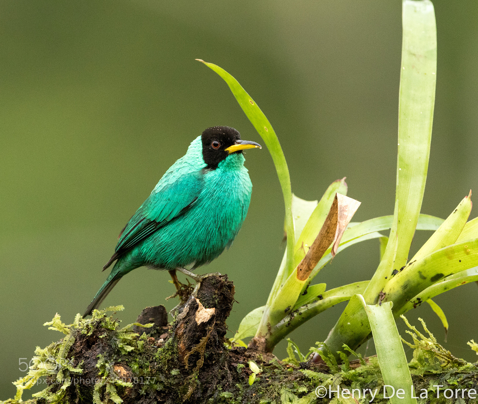 Canon EOS 7D Mark II sample photo. Green honeycreeper photography