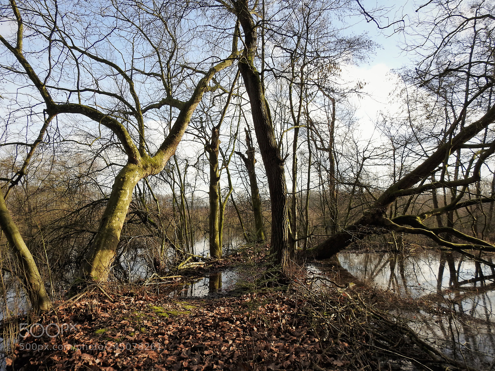 Nikon Coolpix P900 sample photo. Sunken trees photography