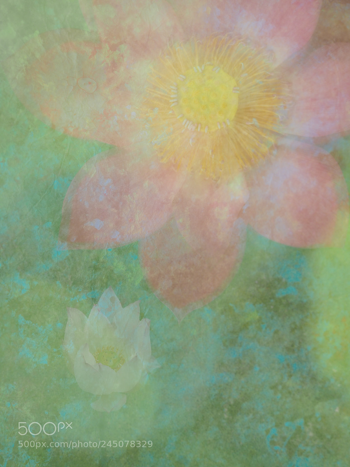 Olympus OM-D E-M5 II sample photo. Lotus photography