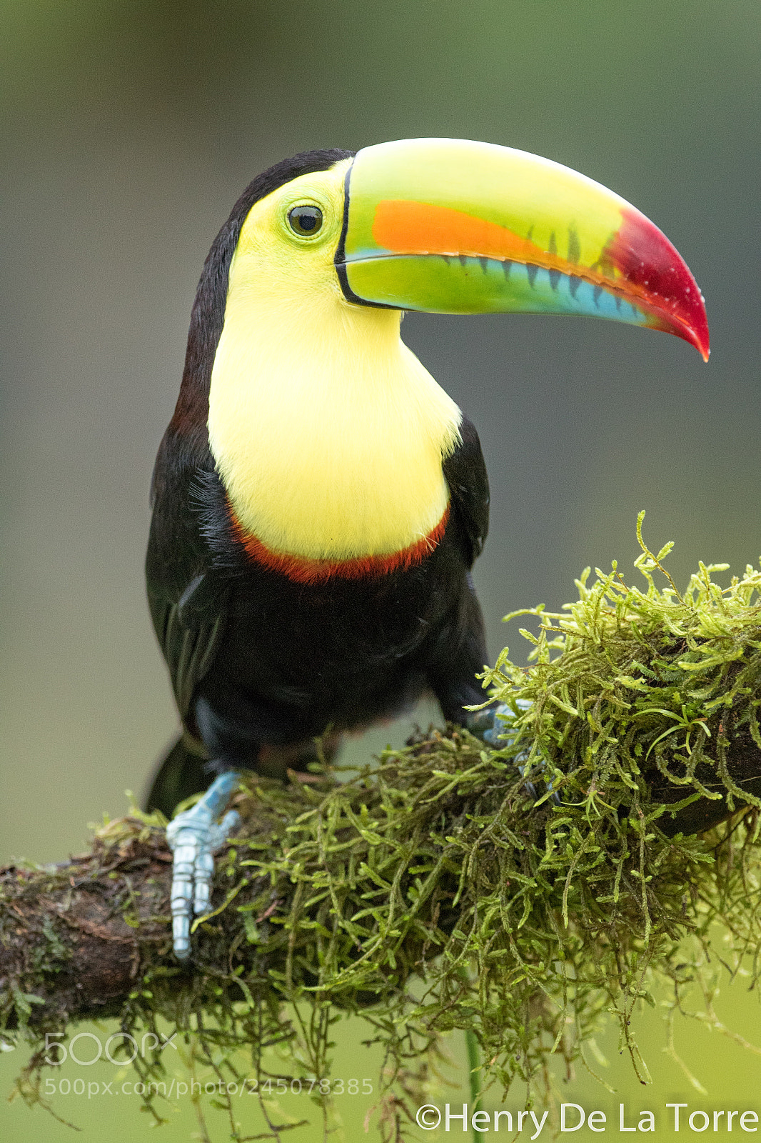 Canon EOS 7D Mark II sample photo. Keel billed toucan photography