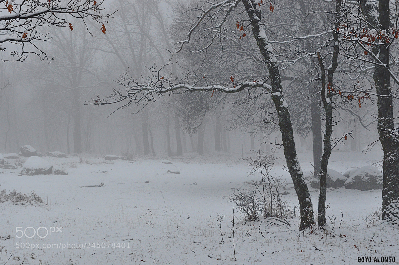 Nikon D5000 sample photo. Nieves photography
