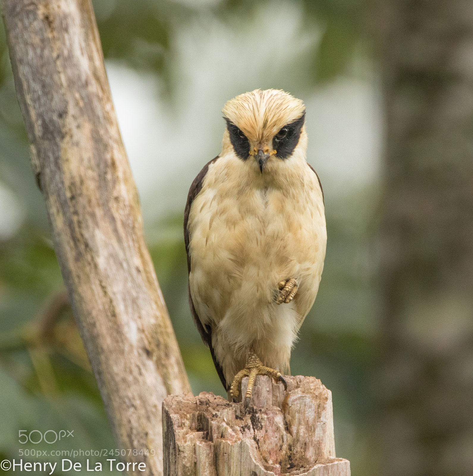 Canon EOS 7D Mark II sample photo. Laughing falcon photography