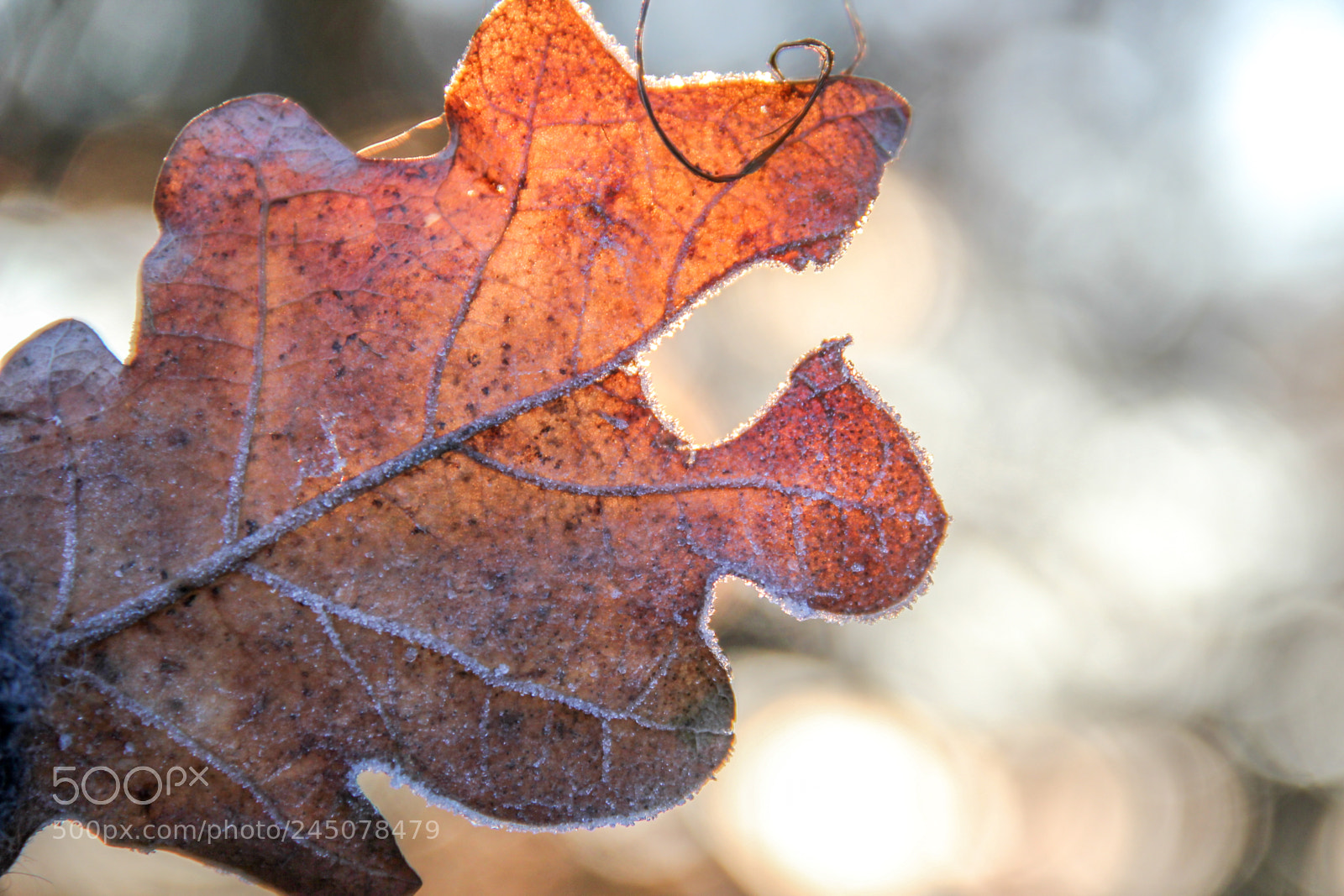 Canon EOS 550D (EOS Rebel T2i / EOS Kiss X4) sample photo. Winter leaf photography