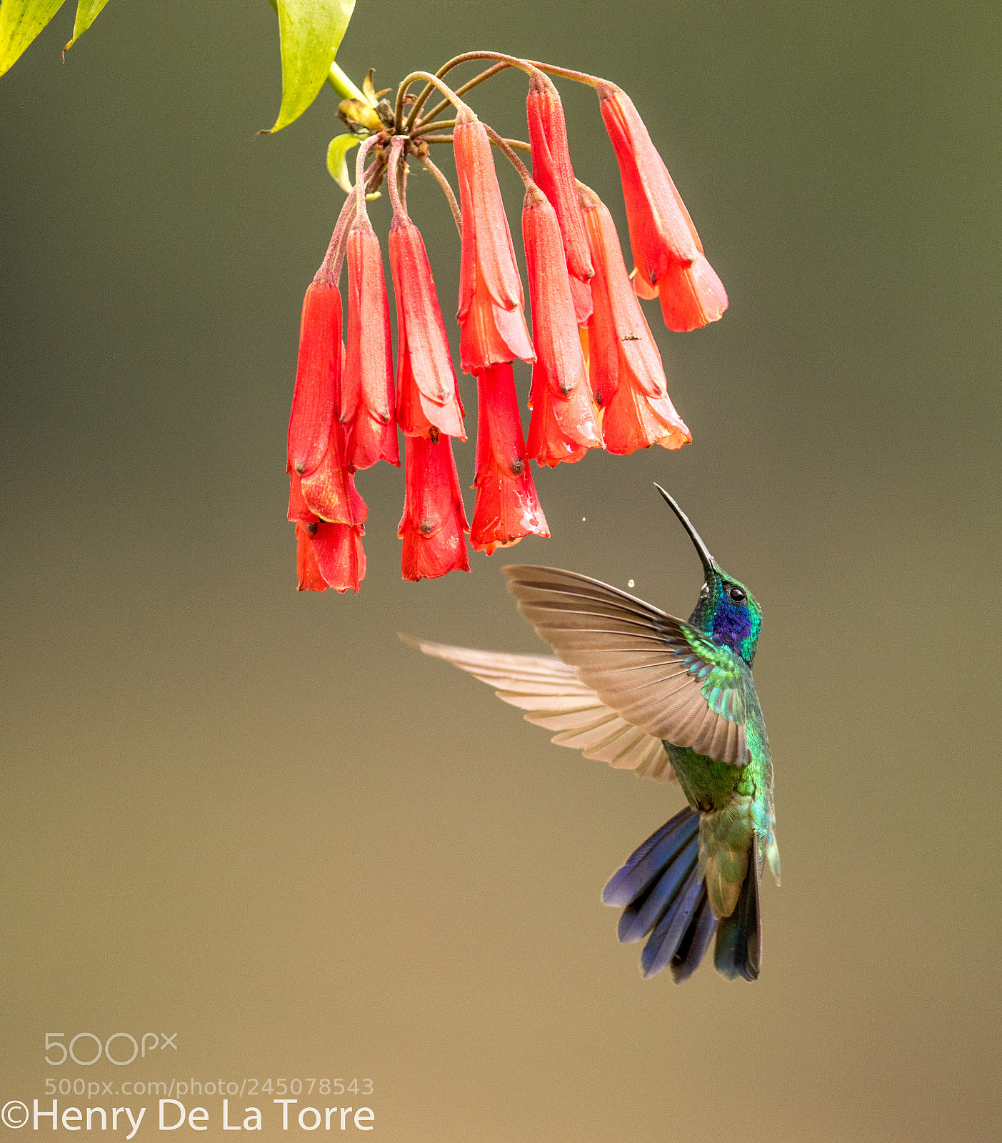 Canon EOS 7D Mark II sample photo. Lesser violetear hummingbird photography