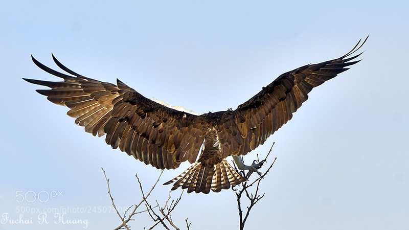 Nikon D500 sample photo. Landing osprey photography