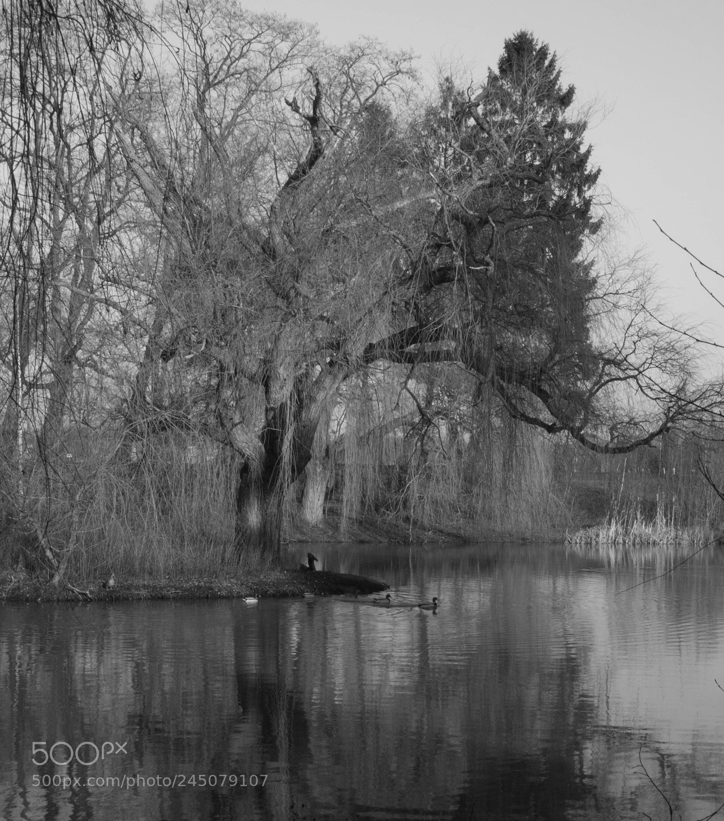Olympus OM-D E-M10 II sample photo. Bolso swimming photography