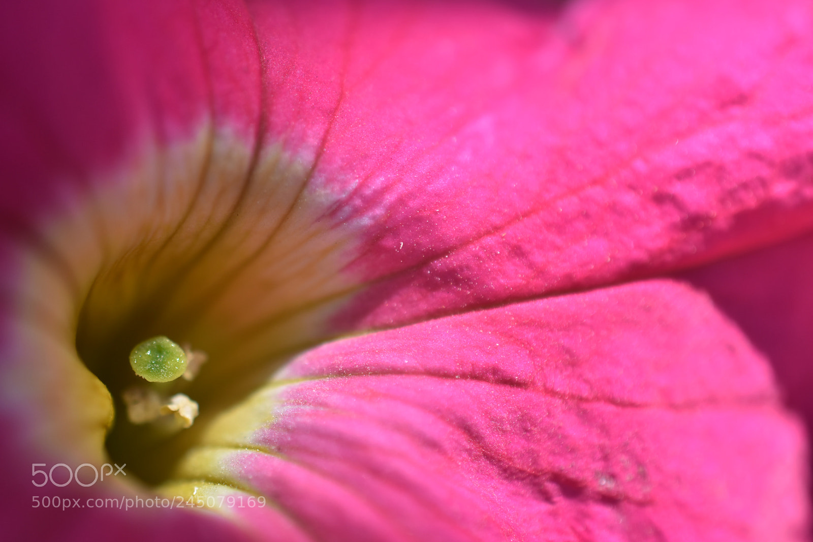 Nikon D7200 sample photo. Petunia photography