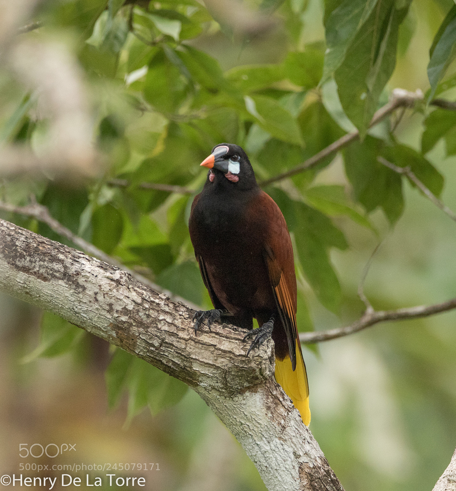 Canon EOS 7D Mark II sample photo. Montezuma oropendolo photography