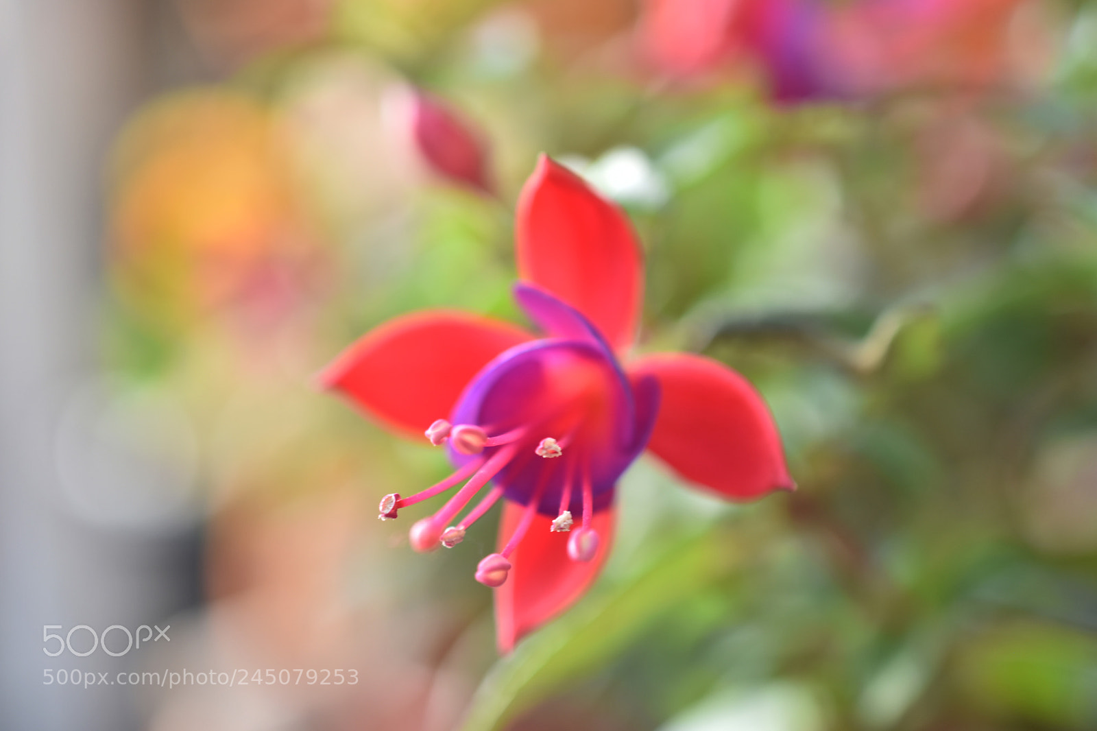 Nikon D7200 sample photo. Fushsia photography