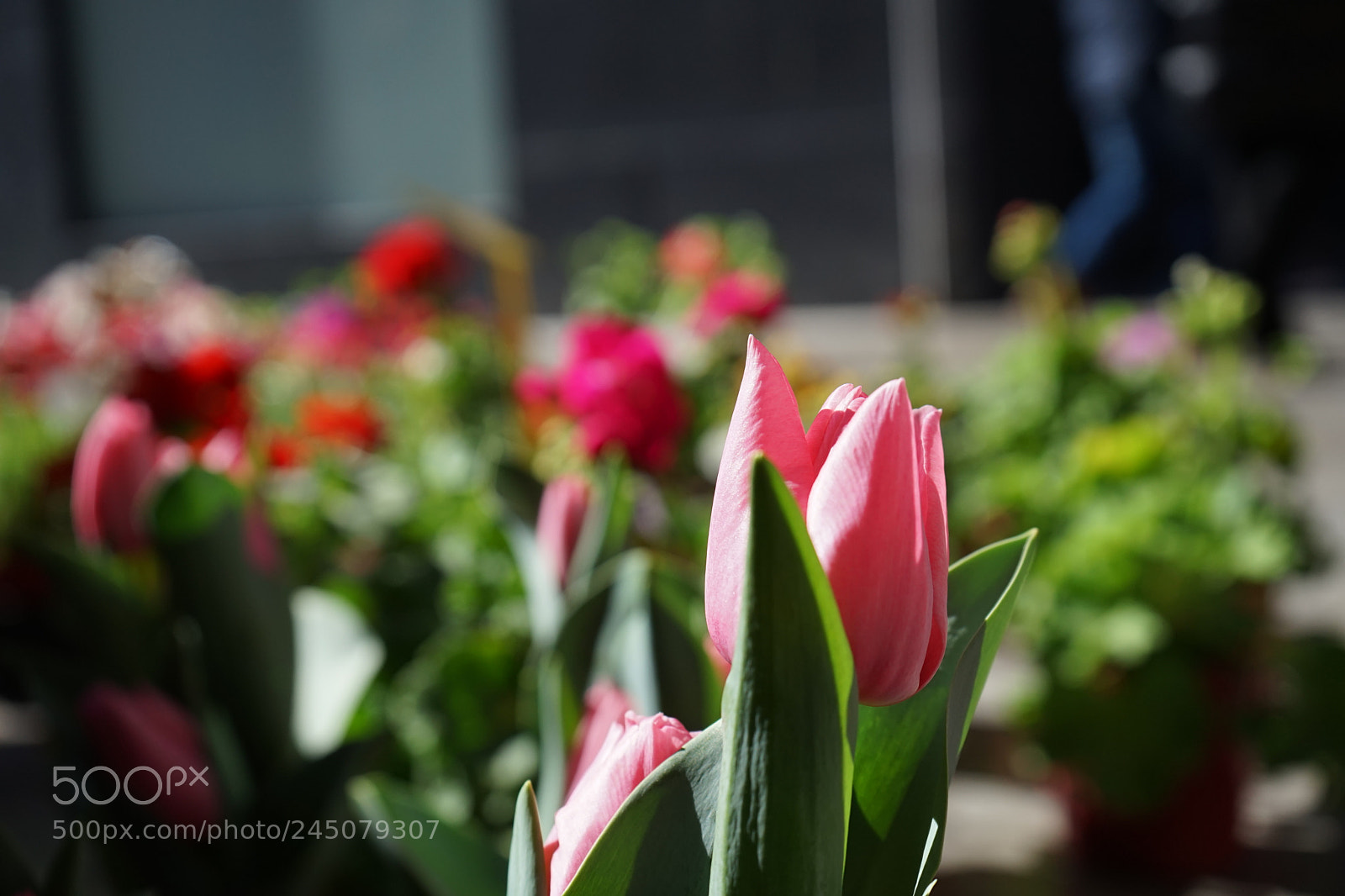 Sony a7 sample photo. Daughter’s flowers photography