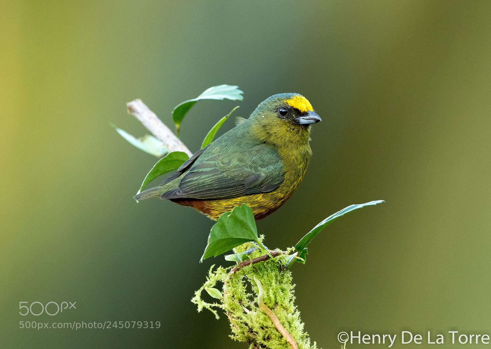 Canon EOS 7D Mark II sample photo. Olive backed euphonia photography