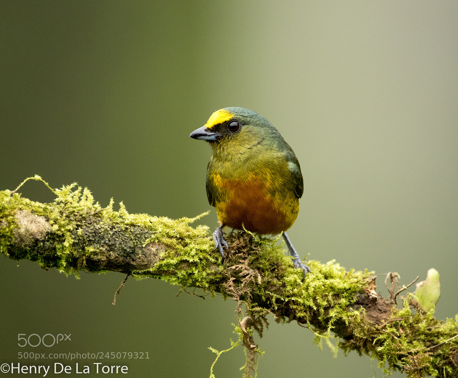 Canon EOS 7D Mark II sample photo. Olive backed euphonia photography