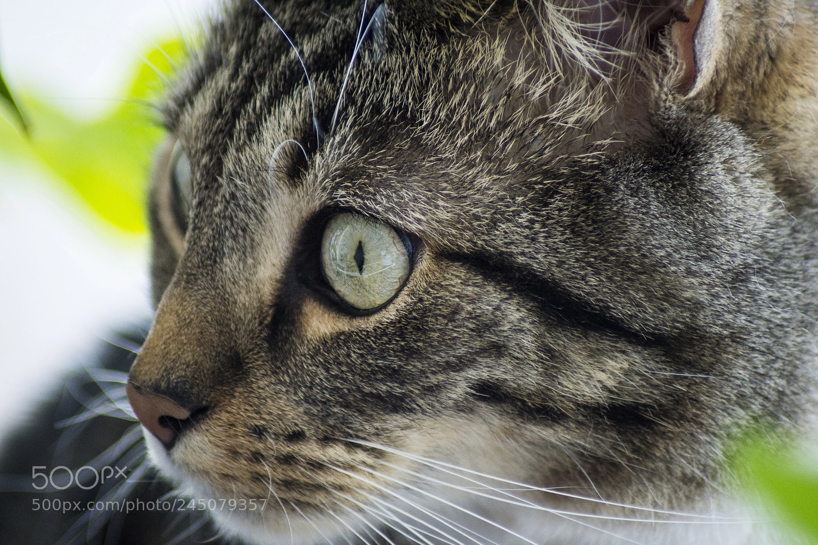 Nikon D3100 sample photo. What do you see? photography