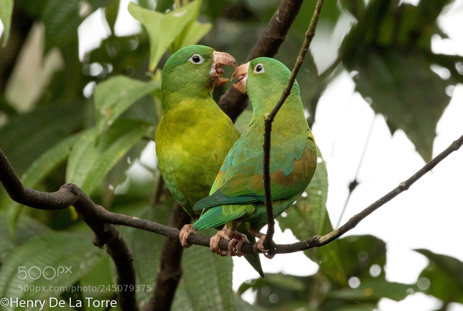 Canon EOS 7D Mark II sample photo. Orange chinned parakeet photography