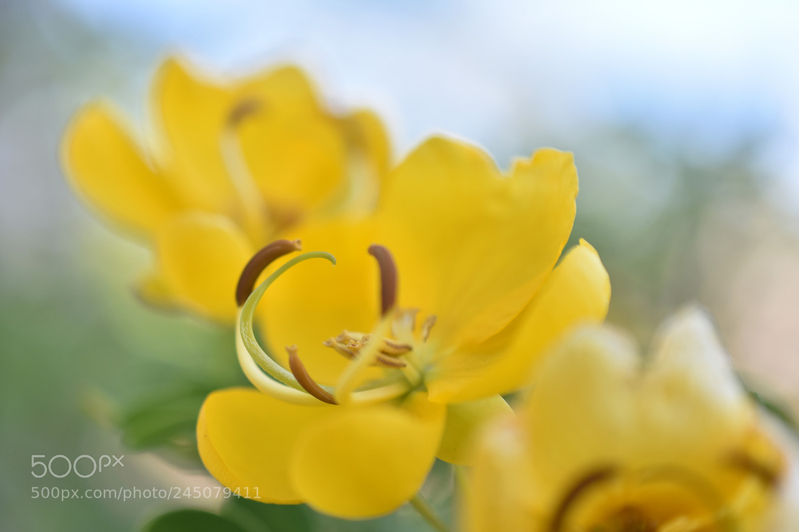 Nikon D7200 sample photo. Casin bicapsularis.l photography