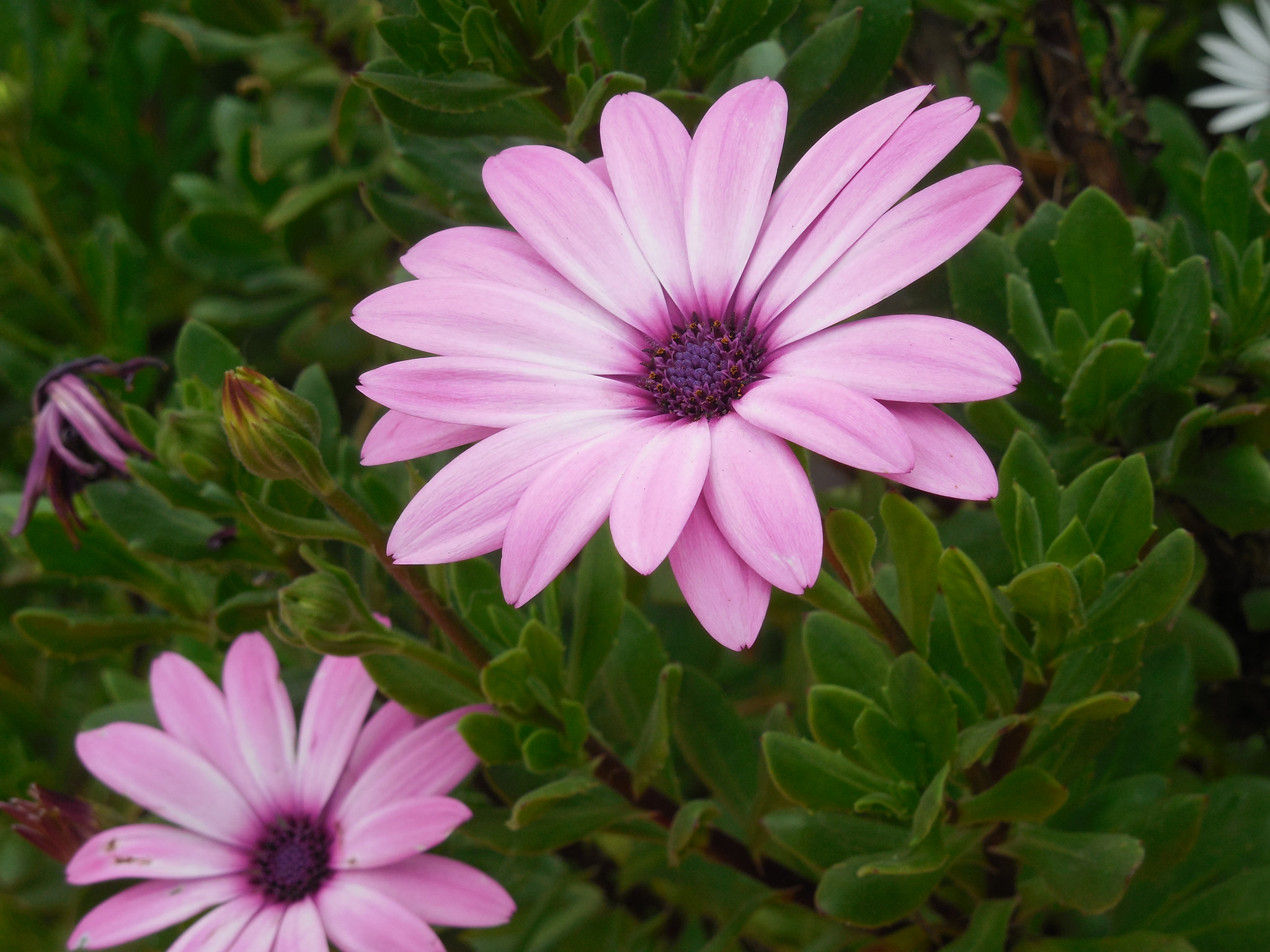 Nikon Coolpix L610 sample photo. Purple photography