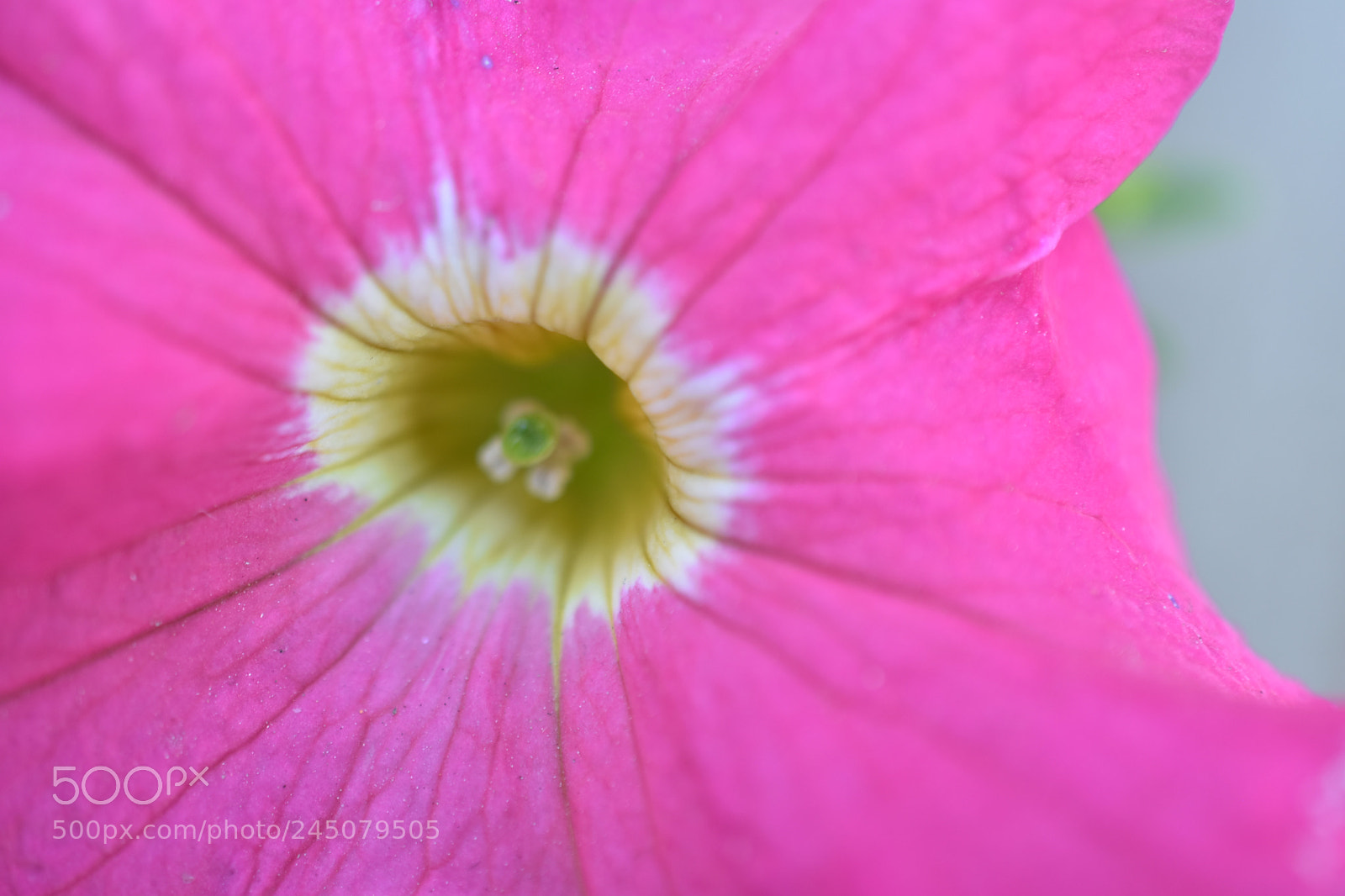 Nikon D7200 sample photo. Petunia photography