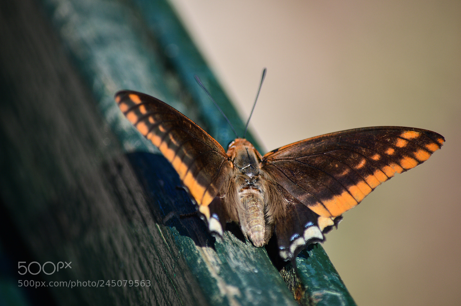 Nikon D3200 sample photo. Butterfly photography