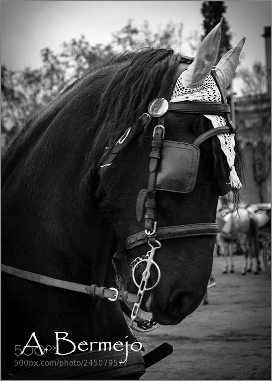 Nikon D90 sample photo. Bn photography
