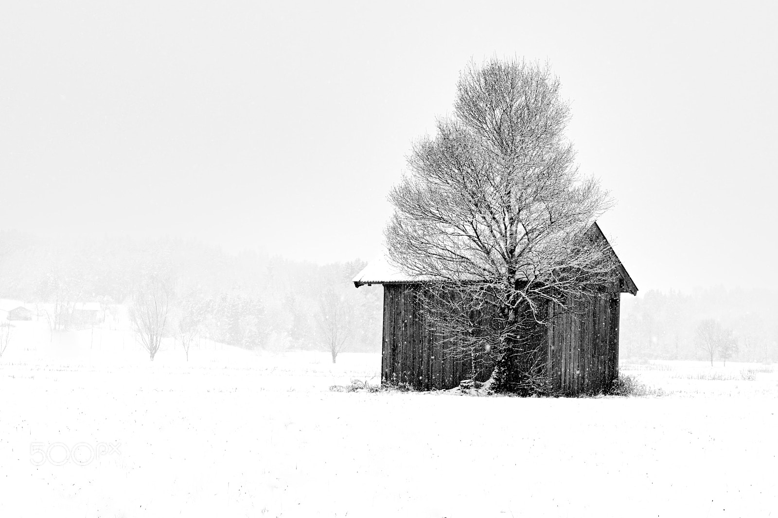 Nikon D500 sample photo. Shed photography