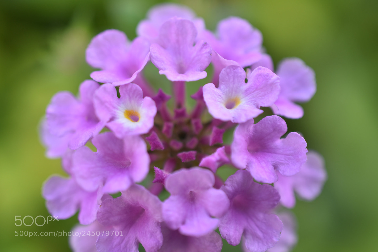Nikon D7200 sample photo. Lantana camara photography