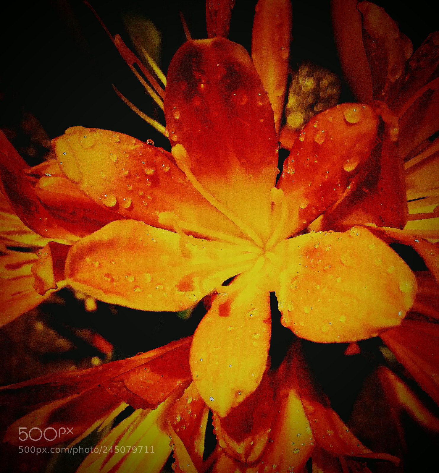 HUAWEI P8 Lite sample photo. After the rain photography