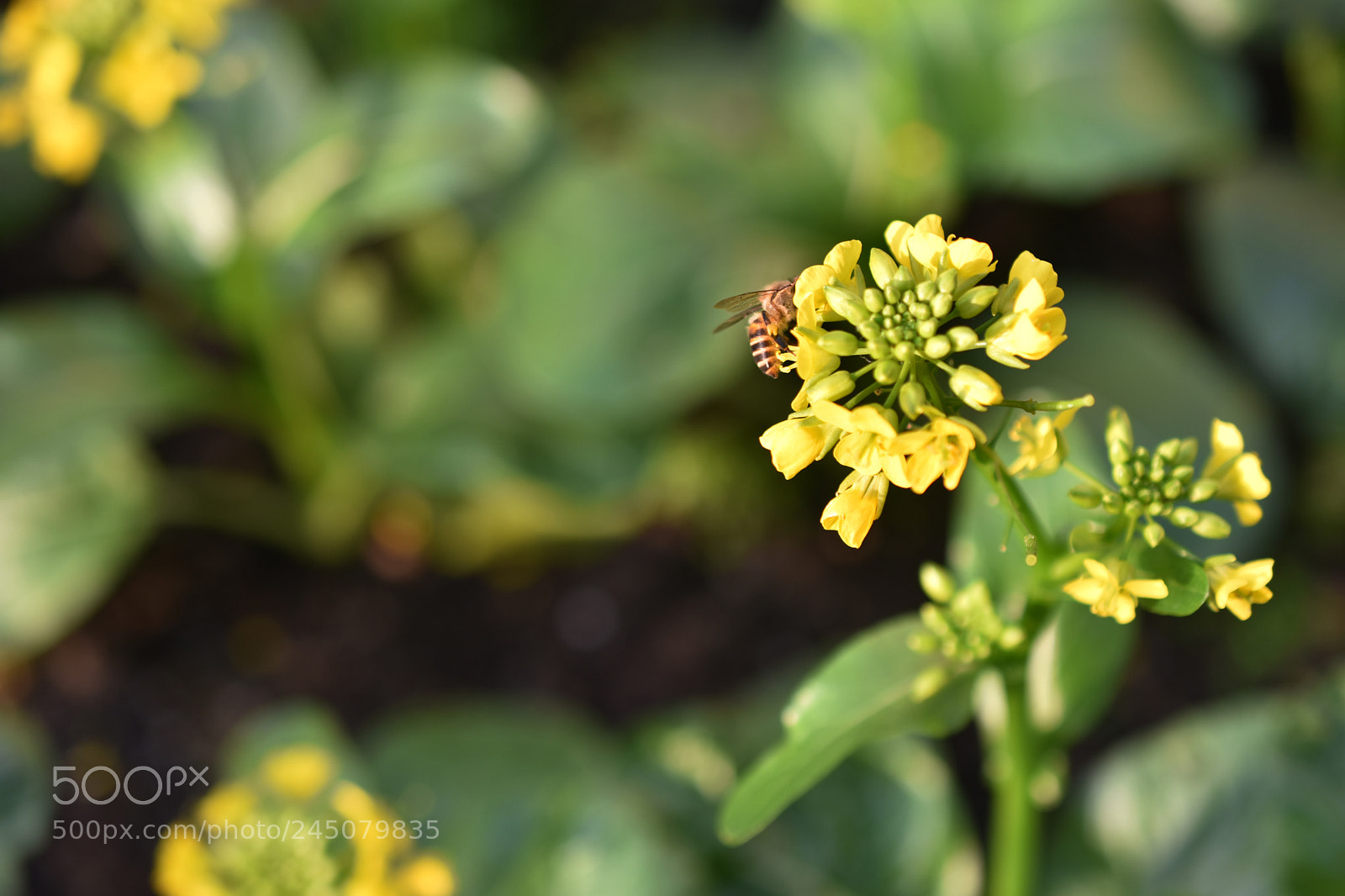 Nikon D7200 sample photo. Blassikakapestris photography