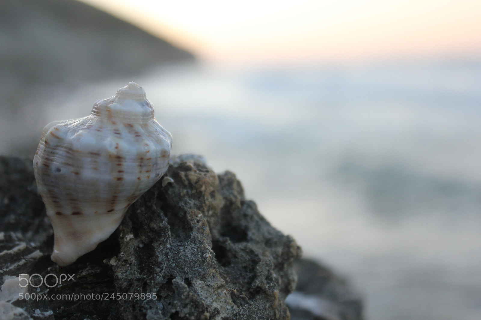 Canon EF-S 18-55mm F3.5-5.6 IS sample photo. Shell_001 photography