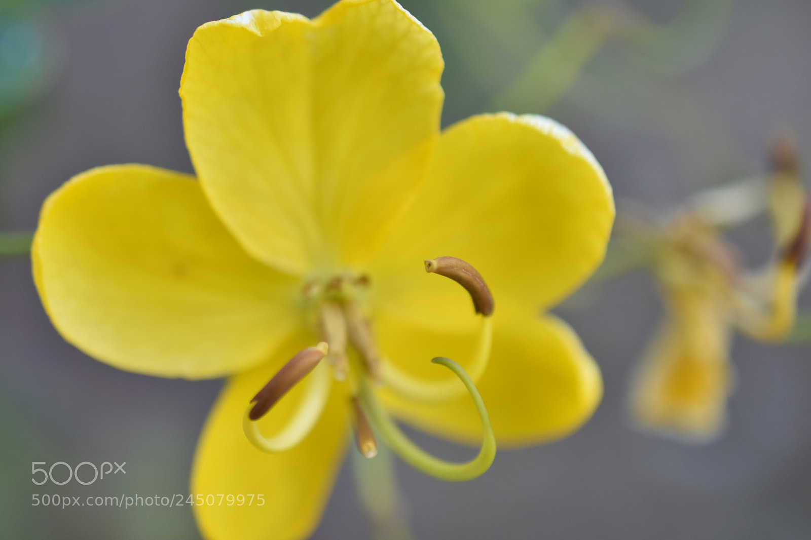 Nikon D7200 sample photo. Casin bicapsularis.l photography