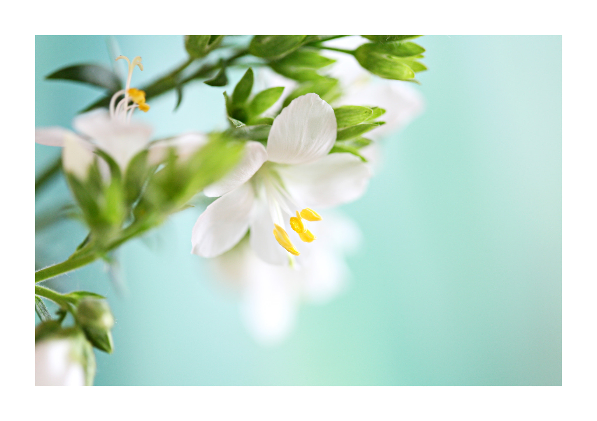 Canon EF 100mm F2.8 Macro USM sample photo. Pure and simple photography