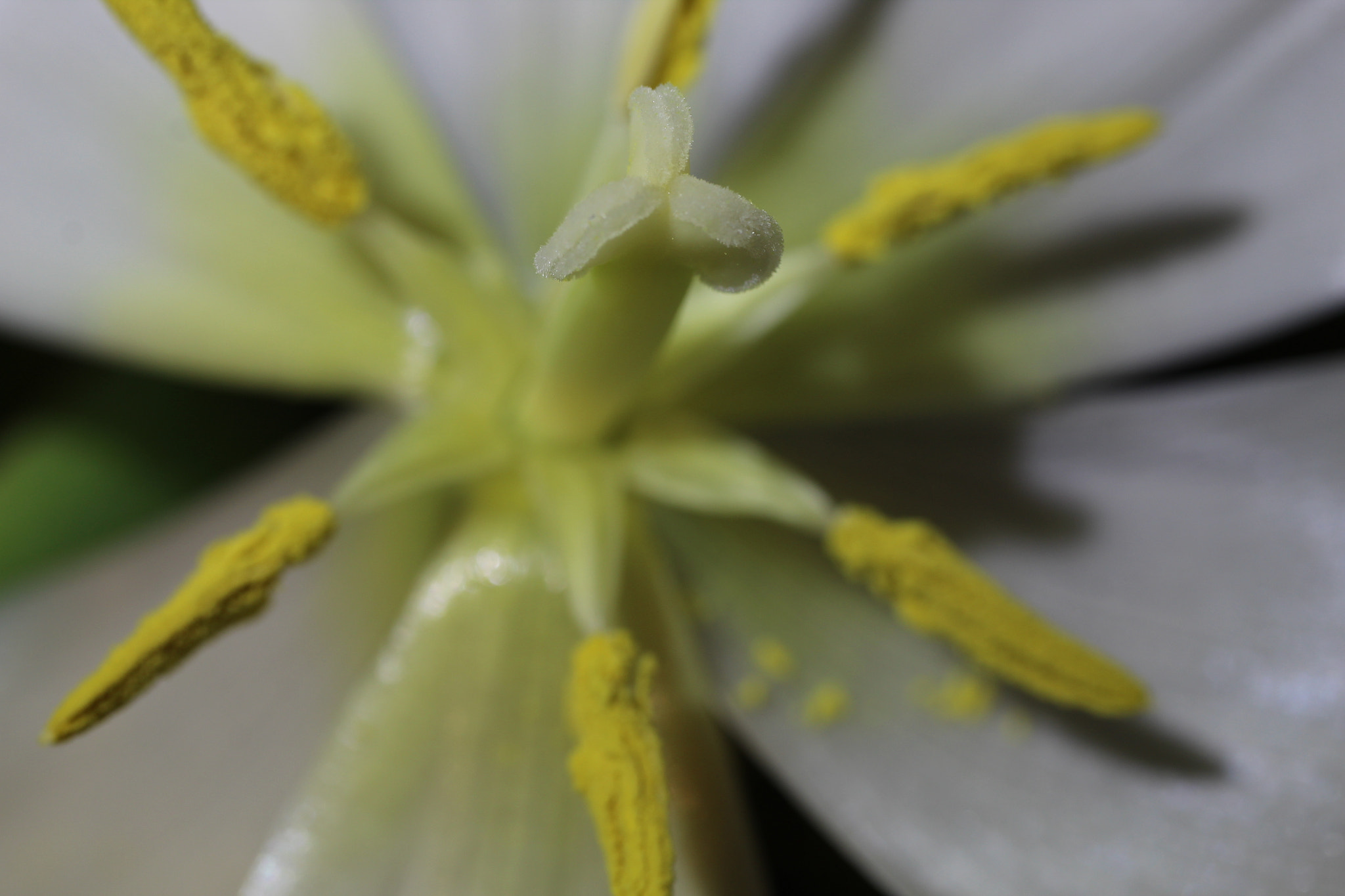 Canon EF-S 35mm F2.8 Macro IS STM sample photo. Detail of a flower 3.0 photography